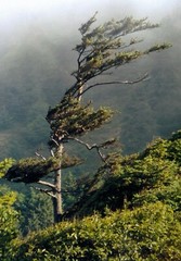 Oregon coast windblown tree Epsom photo paper 8½” x 11″ print image 7″ x 9¼”