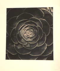 Large Close-Up 24″ x 20″ B & W Photograph of a Rose -1994-Mark Bugzester