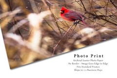Wildlife Photography Print – Picture of Red Cardinal Surrounded by Raindrops