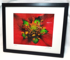 Inside the Flower Brilliant Red Photo Signed an Dated Matted an Framed 12″x15″