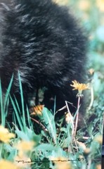 Wild Life Photography Wolf Cub