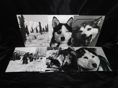 Alaska Iditarod Dog Sled Race 1985 Jim Brown Signed Mounted Set 6 Photos
