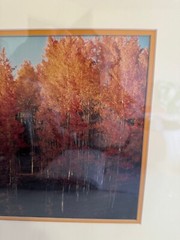 Nicely Framed Set of 2 Photographs of Trees