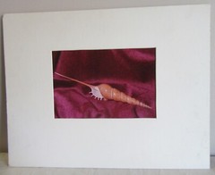 1980 Bruce “Futlet?” Tibia Shell Art Photograph Matted 18 x 14″