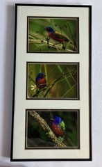 Framed/ Matted Photographs Painted Buntings Signed 20 X 10 Inches