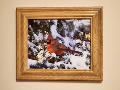 Red Cardinal Bird Photography Framed Print Solid Oak