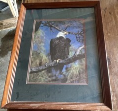 Framed Bald Eagle Wildlife Color Photograph Portrait on Paper and Wood