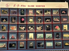 Kodachrome Red Border Lot Of 40 1950’s Still Life Flowers 35mm Color Slides A
