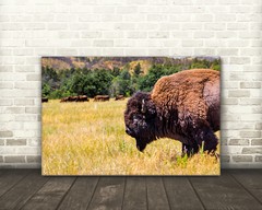 Buffalo photography wall art hanging photo nature pictures western home decor