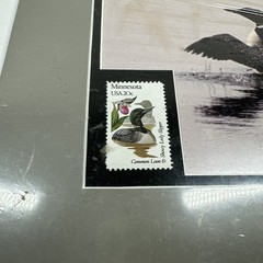 Normand Allard Big Stretch Loon Print With 20 Cent Minnesota State Postage Stamp