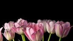 Kayhan Ghodsi Artist. Pink Tulips. Giclée On Metal. 22×12.