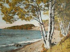 M.J. HUMPHREY, Grand Marais, MN MINNESOTA BIRCHES ON LAKE SUPERIOR HAND TINTED