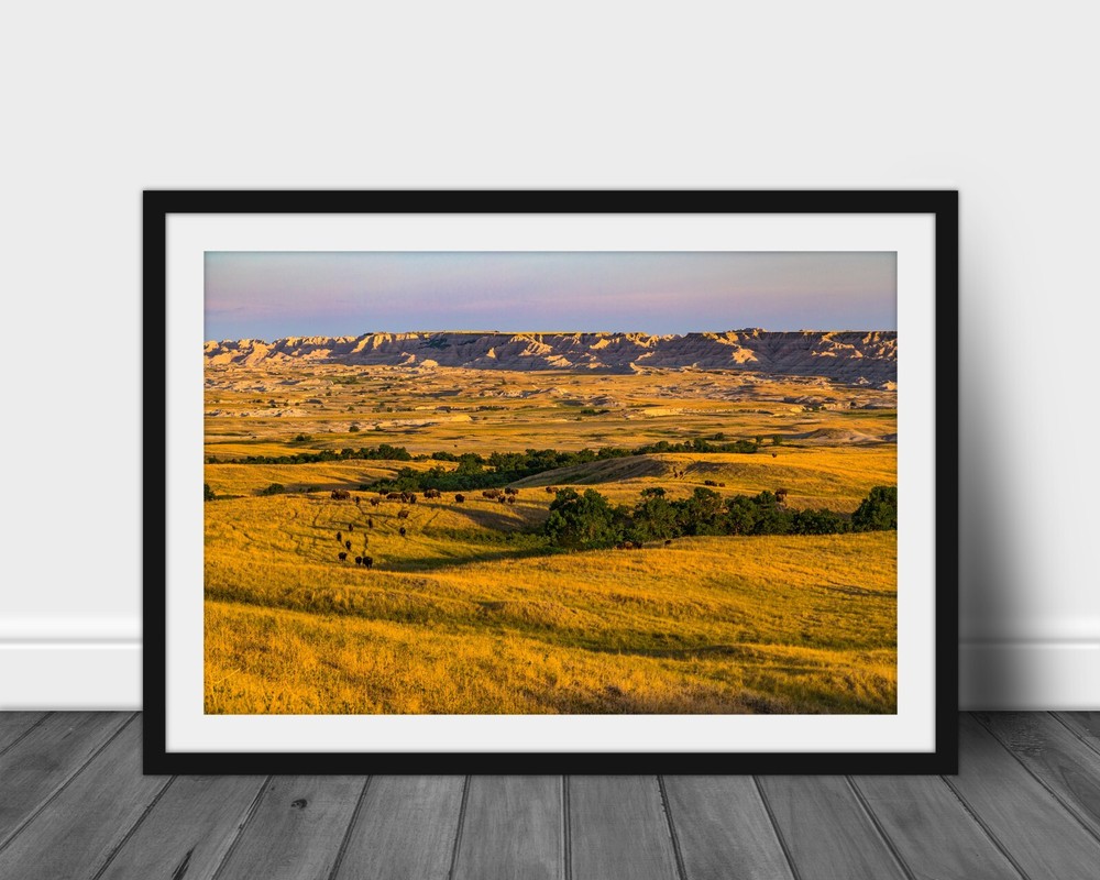 Buffalo photography print Badlands National Parks picture western wall art photo