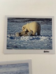 Mike Kelly Photographs / Polar Bears in Snow Signed / Cards 3.5″ x 5″
