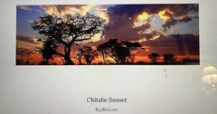 Chitabe Sunset Botswana by Tony Newlin 60″ x 20″ Artist Signed Print #22/500