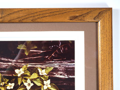 Vtg “Canadian Dogwood” 8×10 Photograph, Signed, Matted & Framed (13×16) LEE MANN