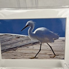 Snowy Egret Sea Bird Art Photography Matted 7×5 Inch Dock Beach Decor