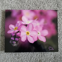 Original Wildlife Photo Metal Print LE Signed COA Forget-Me-Not Picture 8 x 10