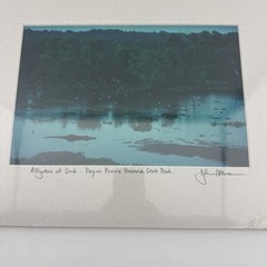 John Moran Photography Artist Signed Matted Alligators At Dusk 8×12