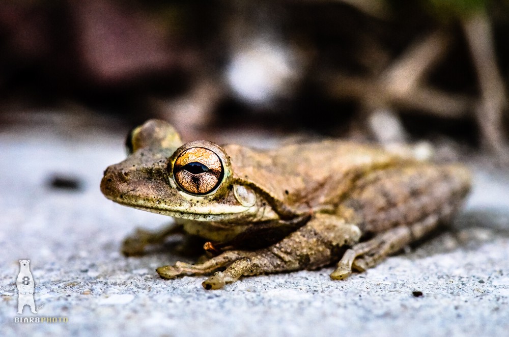Cuban Tree Frog – Fine Art Macro Photography Prints – by Bear8Photo