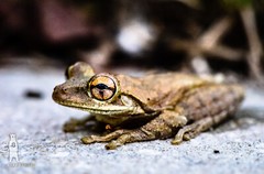 Cuban Tree Frog – Fine Art Macro Photography Prints – by Bear8Photo