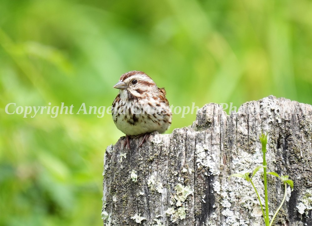 Original ACEO photo fine art print 2.5 x 3.5 inch SONG SPARROW small brown bird