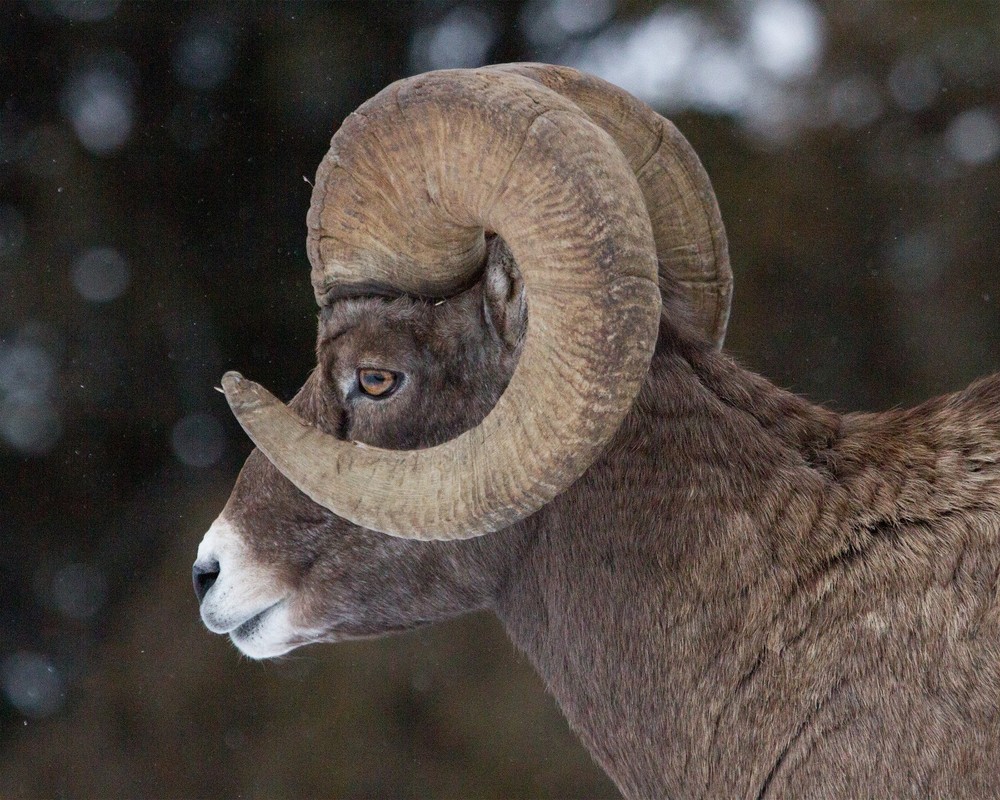Bighorn Sheep Ram 8″x10″ Photograph Print 8×10 #2