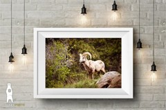Bighorn Sheep – Fine Art Photography Prints – Canvas / Metal / Paper