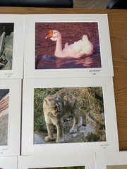 Matted Photographs 11″x 14″ Mixed Lot of 7 Photos Nature, Birds, Animals