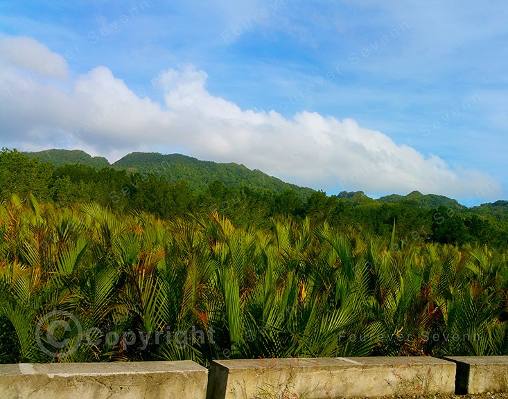Non-AI Digital Photo Mountain View Palms Bohol Philippines Nature Landscape Sky