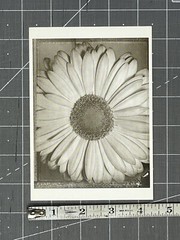 Tom Baril (b. 1952) African Daisy 1996 Fotofolio Art Print Card