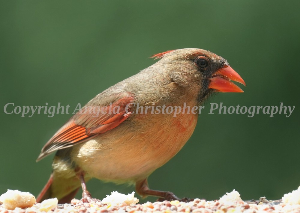 Original ACEO photo fine art print 2.5 x 3.5 in. FEMALE CARDINAL red orange bird