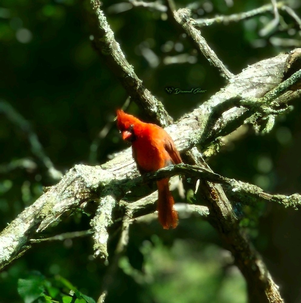 Color Wildlife Photograph of Red Bird on Tree Branch, Nature Animals, Landscape