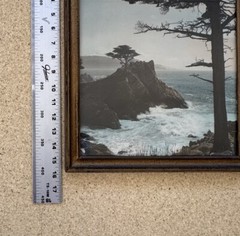 Lg Vtg Hand Tinted Oil Colored Photo Coastal Cypress Trees 12.75”x15.75” VG