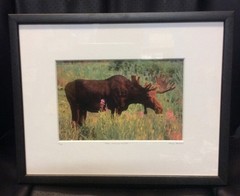 Moose Smelling Flowers Framed 2/100 Photo Signed Willie Holdman 12 1/4″X9 3/4″