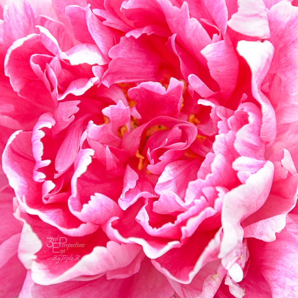 Peony, Abstract Floral, Nature Art, Fine Art Macro Photo on Metal, Canvas, Paper