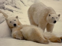 Thomas Mangelsen “Bad Boys of the Arctic” Polar Bears 714/3500 30″x45″ Signed