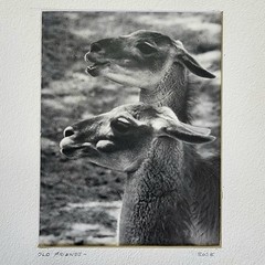 Art Photograph Two Llamas “Old Friends” Signed Rose Arizona Wildlife Photography