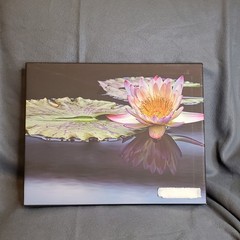 Waterlily Floating At Peace Canvas Original Prints 11X14