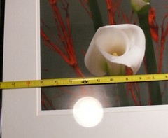 TRIO OF CALLA LILIES PHOTOGRAPHER SIGNED GREGG FELSEN