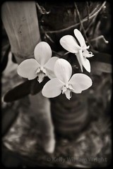 KELLY WILLIAM WRIGHT Original Zen Garden ORCHID White Flower Nature Photo Art