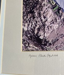 Framed And Matted Photograph Great Blue Heron Signed 14 X 11 Inches