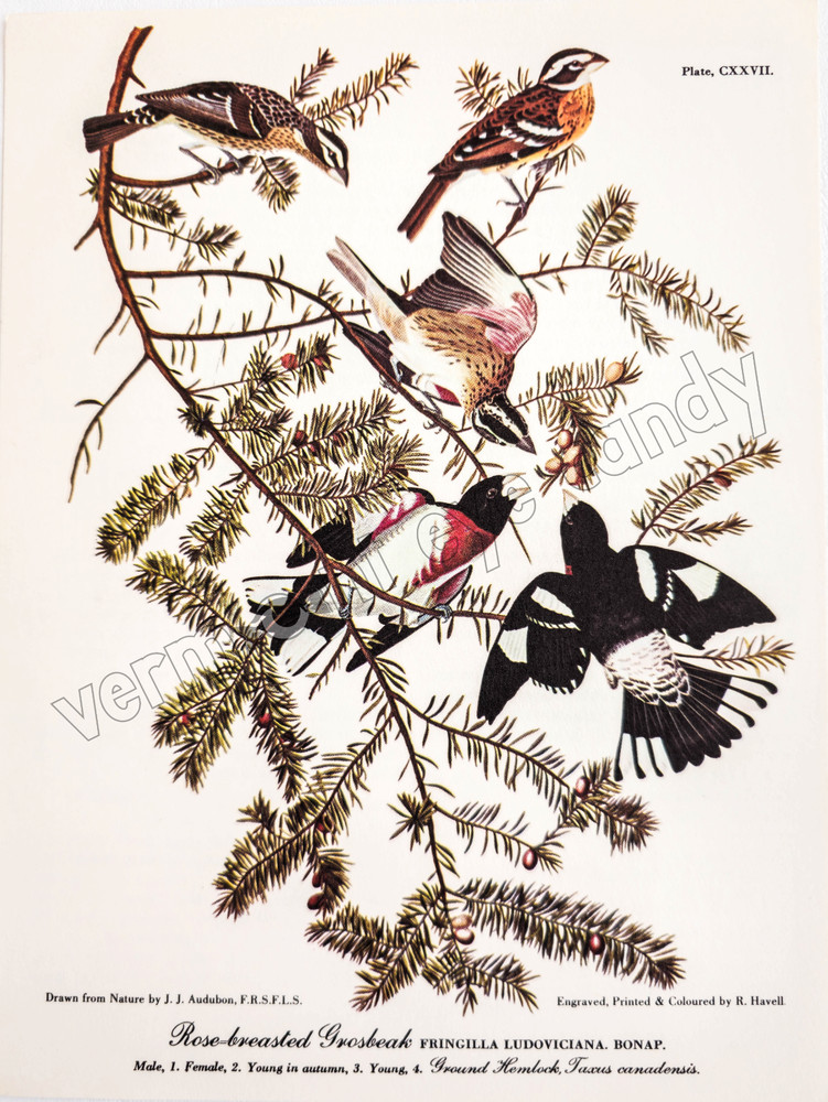 Rose-breasted Grosbeak Audubon Bird DIGITAL DOWNLOAD Print at Home Nature Art