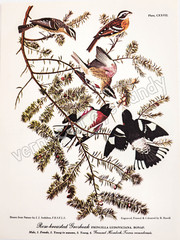 Rose-breasted Grosbeak Audubon Bird DIGITAL DOWNLOAD Print at Home Nature Art