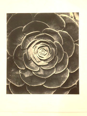 Large Close-Up 24″ x 20″ B & W Photograph of a Rose -1994-Mark Bugzester