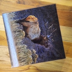 Nature Art Photography – ELK in Yellowstone winter – Signed Wildlife Print