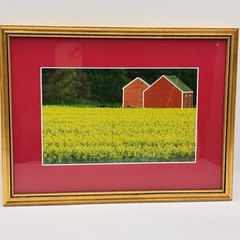 Red Barns in Yellow Field Framed Phorograph Farmcore Countrycore 1990s Wall Art