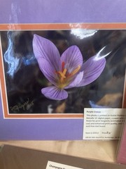 4 Beautiful Alaskan Flower Photos Mounted On Acid Free Mat Boards 8×10 In.
