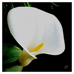 Calla Lily Spectacular 12″ x 12″ Fine Art Floral Print