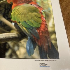 RonRLR-Design Photographs Print By Gerry M Bayles Tropical Bird Ready To Frame